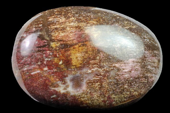 Polished Petrified Wood (Araucaria) - Madagascar #158659